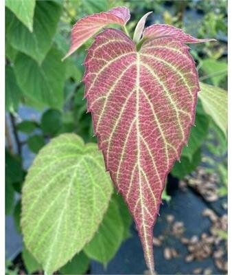 White Dust Dove Tree