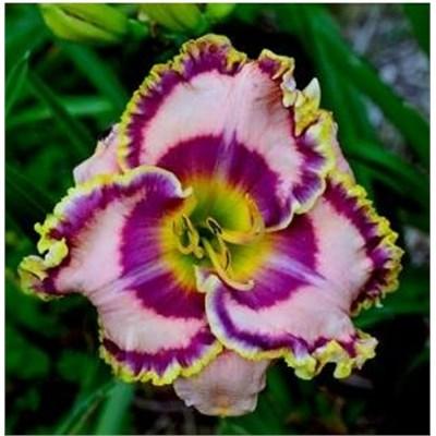 Vagas Jackpot Daylily