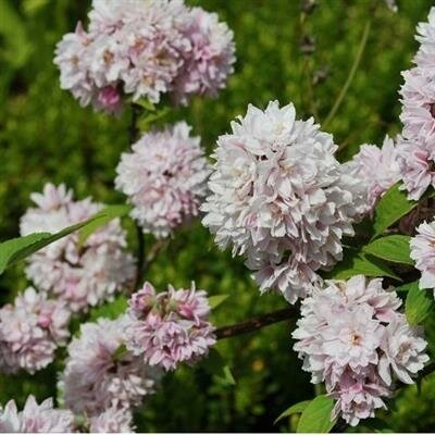 Pink Pom Pom Deutzia