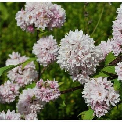 Pink Pom Pom Deutzia