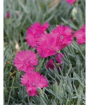 Neon Star Dianthus