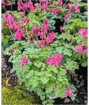 King Of Hearts Bleeding Heart