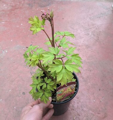 Gold Heart Bleeding Heart - image 1