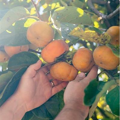 Fuyu Jiro Persimmon Tree