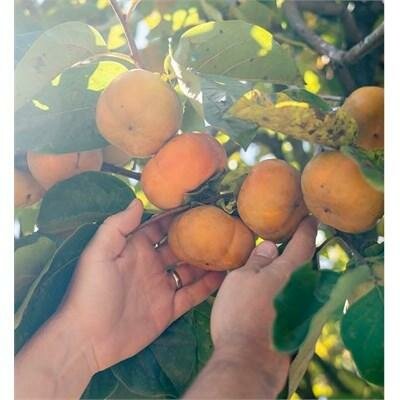 Fuyu Jiro Persimmon Tree