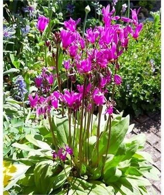 SHOOTING STAR PERENNIAL