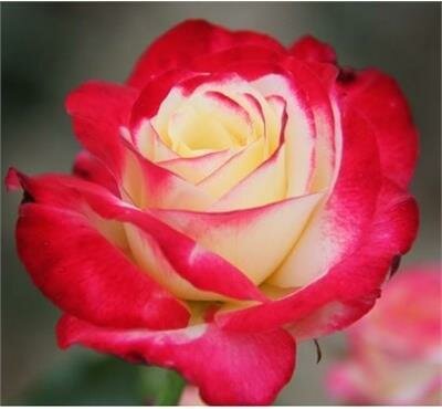 Double Delight Hybrid Tea Rose