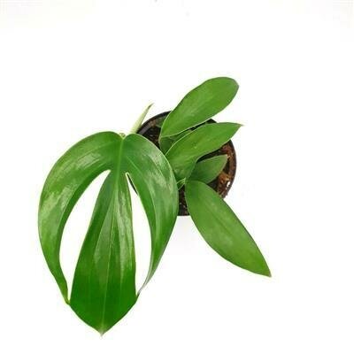 Dragon's Tail - image 2