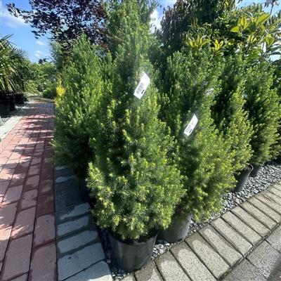 Dwarf Alberta Spruce - image 1