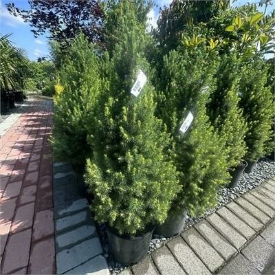 Dwarf Alberta Spruce - image 2