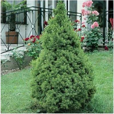 Dwarf Alberta Spruce