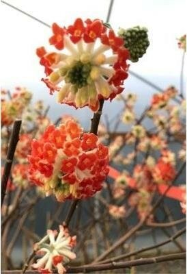 Akebono Paperbush Plant (Edgeworthia)