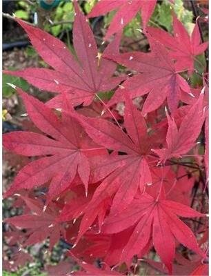 Emperor One Japanese Maple