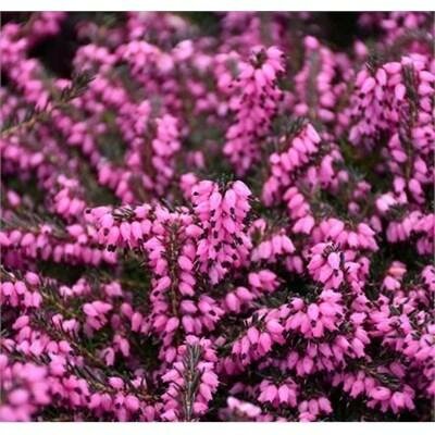 Kramer's Red Heather