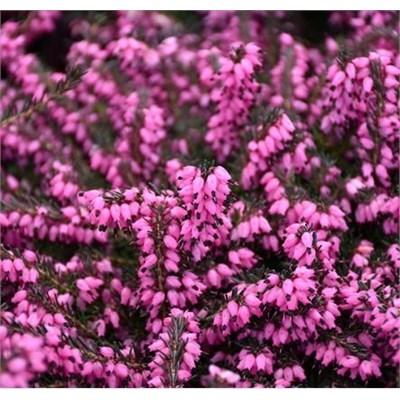 Kramer's Red Heather