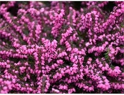 Kramer's Red Heather