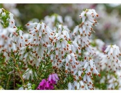 Springwood White Heather