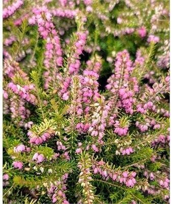 Eva Gold Heather