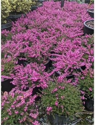 Kramer's Red Heather - image 3