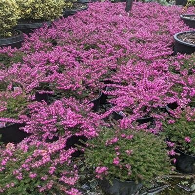 Kramer's Red Heather - image 2