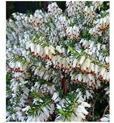 Springwood White Heather
