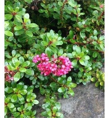 Newport Dwarf Escallonia