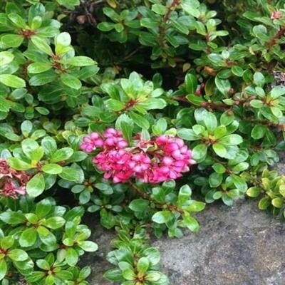 Newport Dwarf Escallonia
