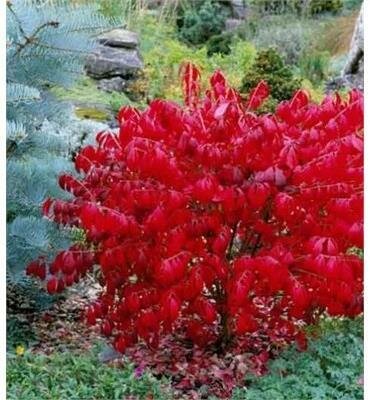 Compact Burning Bush