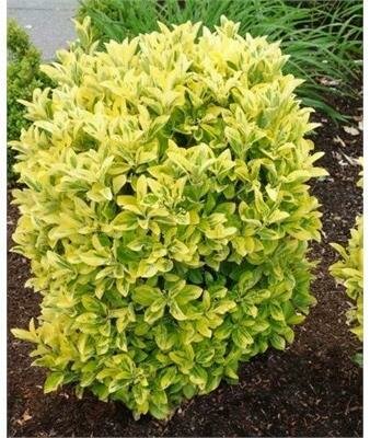 Golden Euonymous