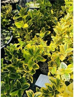Golden Euonymous - image 1