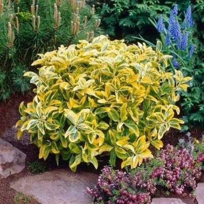 Golden Euonymous - image 2