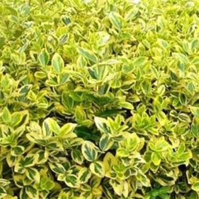 Golden Euonymous - image 2