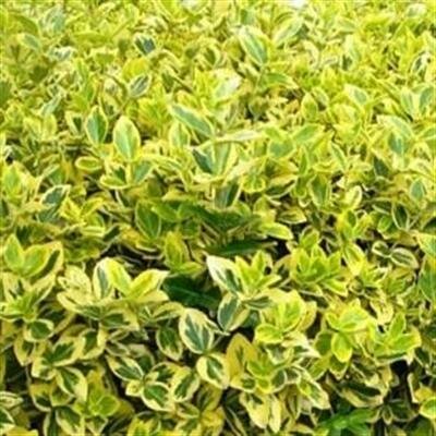 Golden Euonymous - image 2