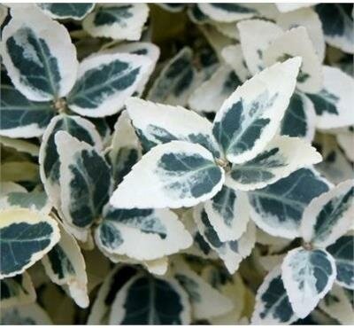 Dan's Delight Euonymous