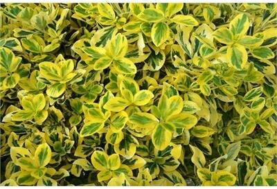 Emerald 'N Gold Euonymous