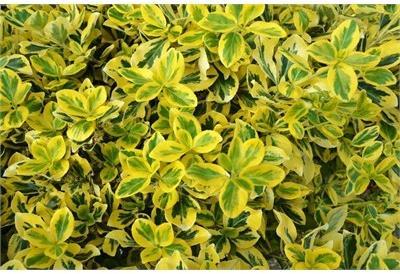 Emerald 'N Gold Euonymous