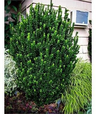 Greenspire Euonymous