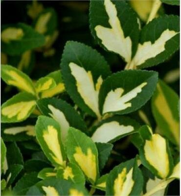 Moonshadow Euonymous