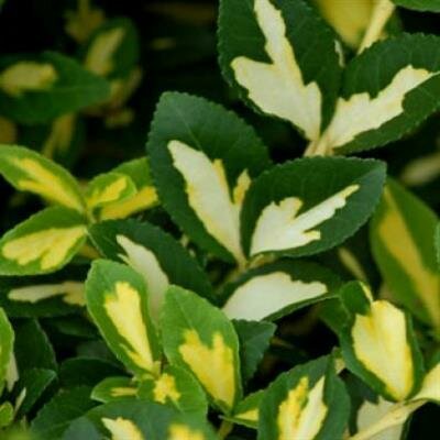 Moonshadow Euonymous