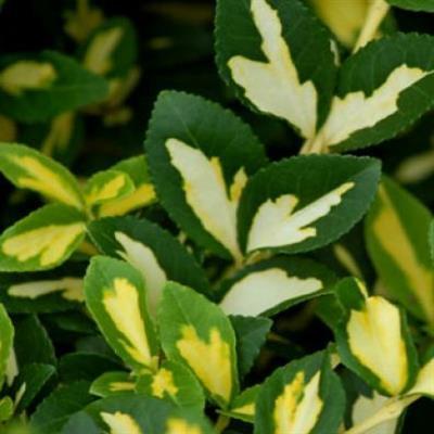 Moonshadow Euonymous