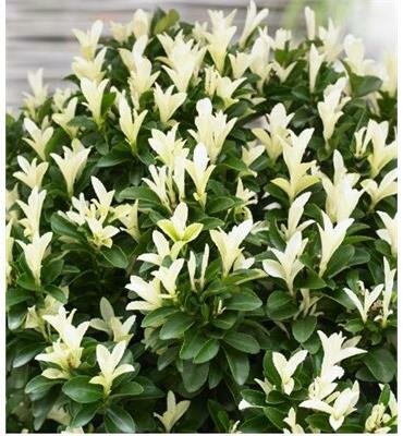 Paloma Blanca Euonymous