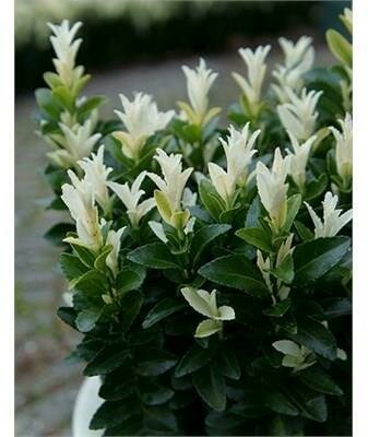 Palomia Blanca Euonymous