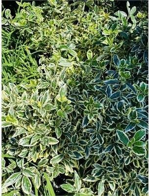 Silver King Euonymous