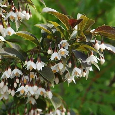 Evening Lights Japanese Snowbell - image 2