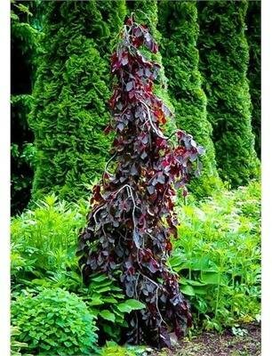 Purple Fountain Beech