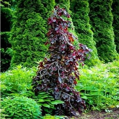 Purple Fountain Beech