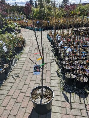 4- WAY COMBO APPLE TREE - image 2