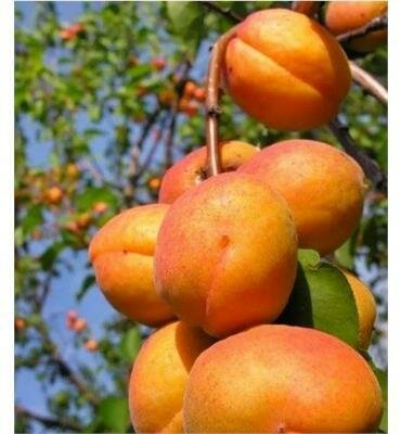 Harglow Apricot Tree
