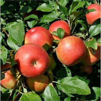 Honeycrisp Apple Tree