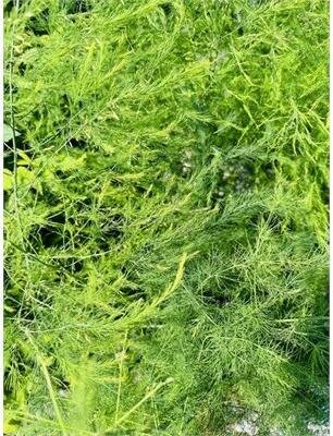 Mary Washington Asparagus